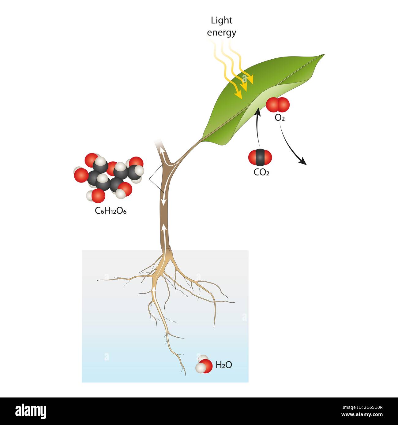 Soil carbon dioxide science Cut Out Stock Images & Pictures - Alamy