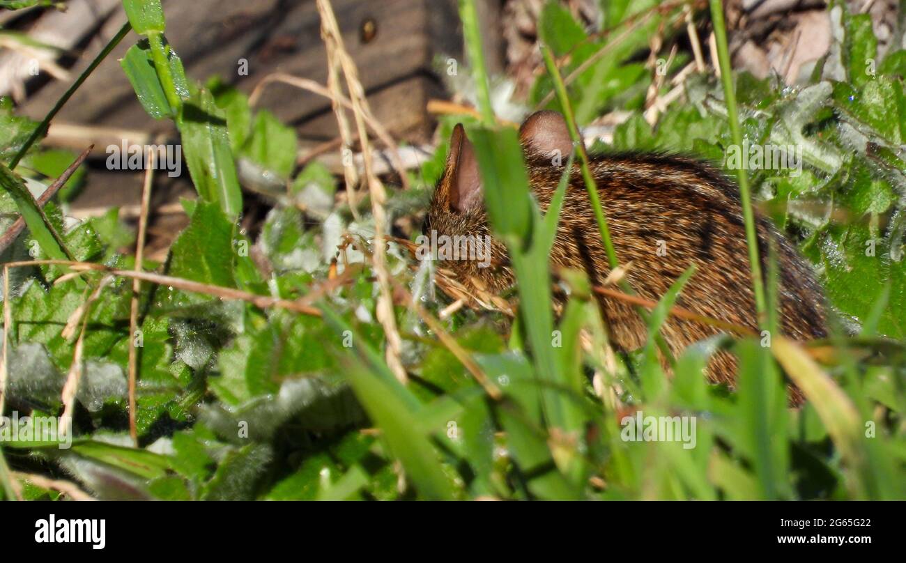 A western cape striped field mouse skulks in the tall green grass eating seeds Stock Photo