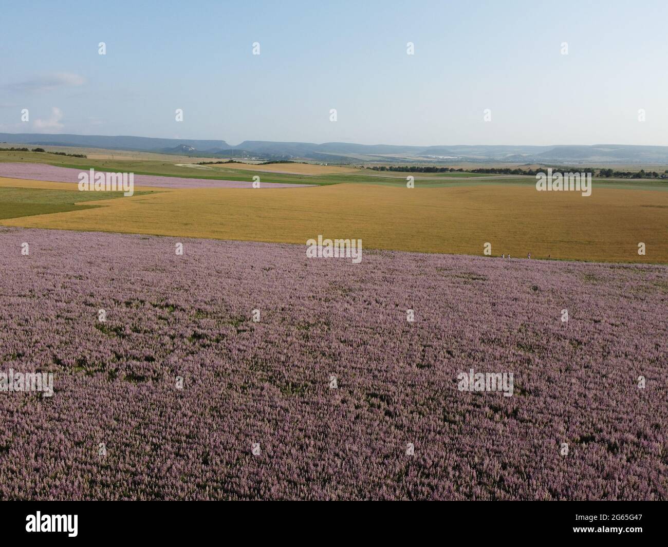 Aerial view. Field of Clary sage - Salvia Sclarea in bloom, cultivated to extract the essential oil and honey. Field with blossom sage plants during Stock Photo