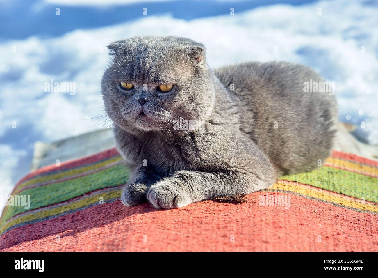 A lop-eared Scotsman is lying on the carpet and basking in the sun Stock Photo