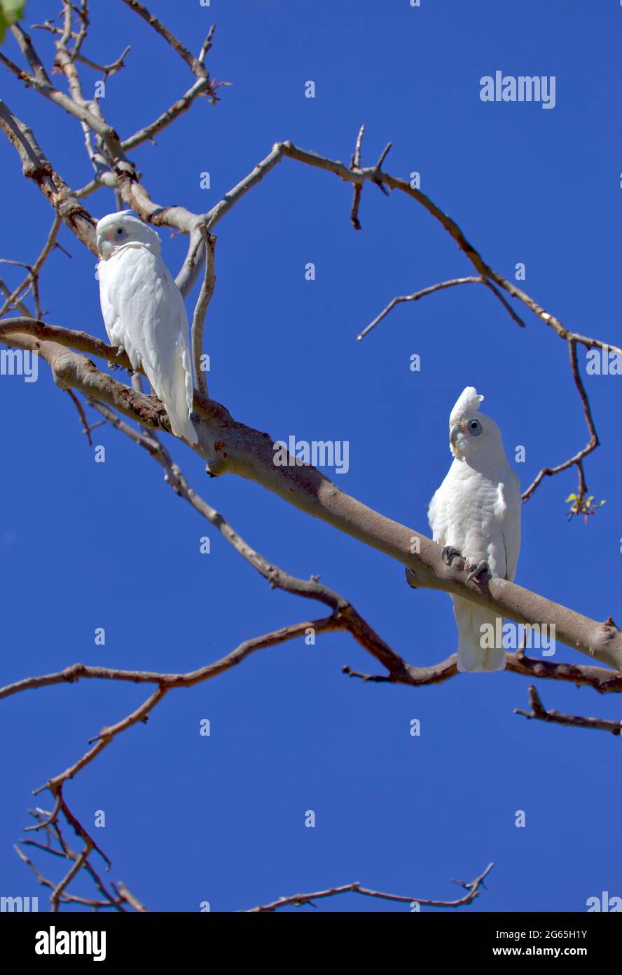 Flocks of Corella birds in Monto North Burnett Region Queensland Australia Stock Photo