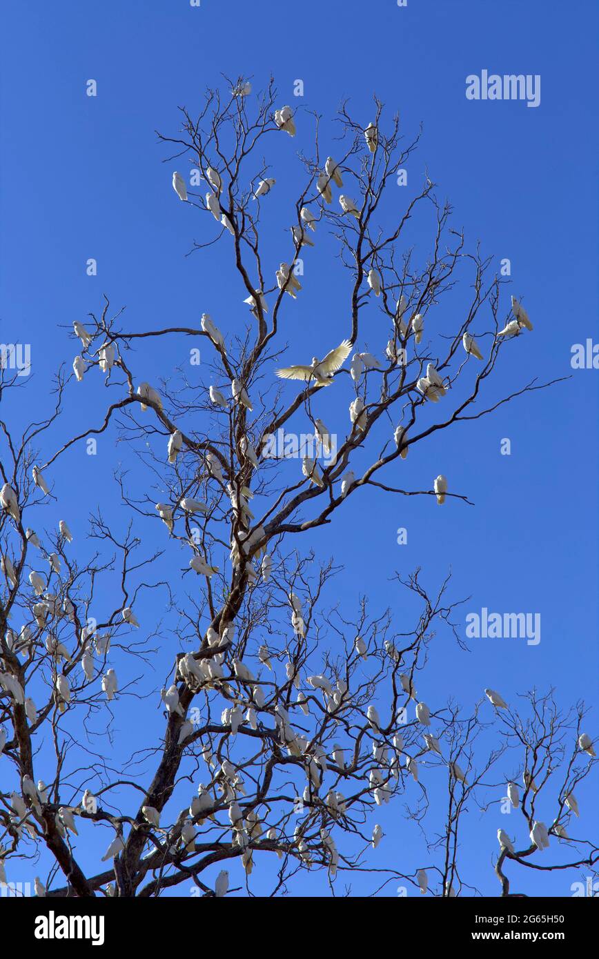 Flocks of Corella birds in Monto North Burnett Region Queensland Australia Stock Photo