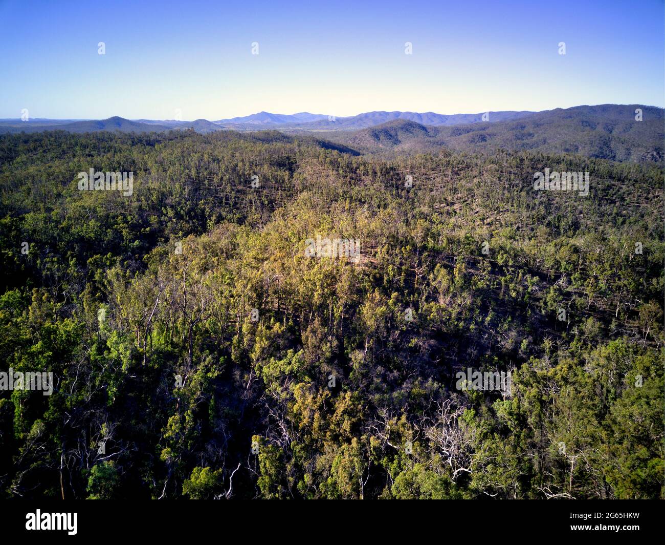 Aerial of the forested headwaters of the Kolan River in the Molangul locality Queensland Australia Stock Photo