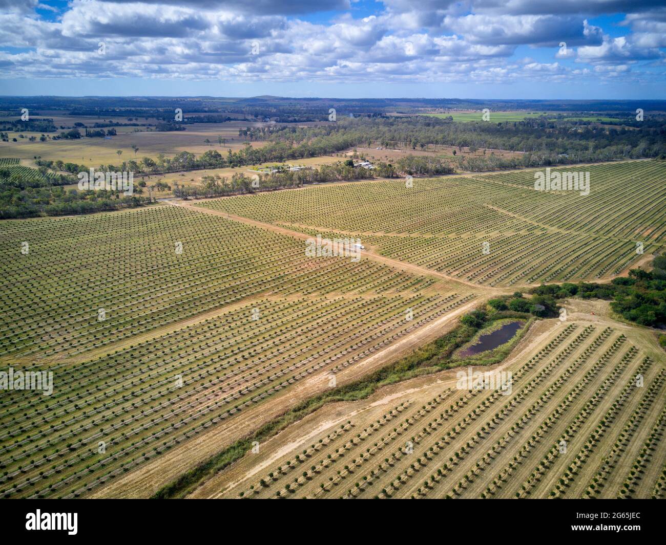 Aerial of newly planted Macadamia Nut Plantation near Gin Gin Queensland Australia Stock Photo