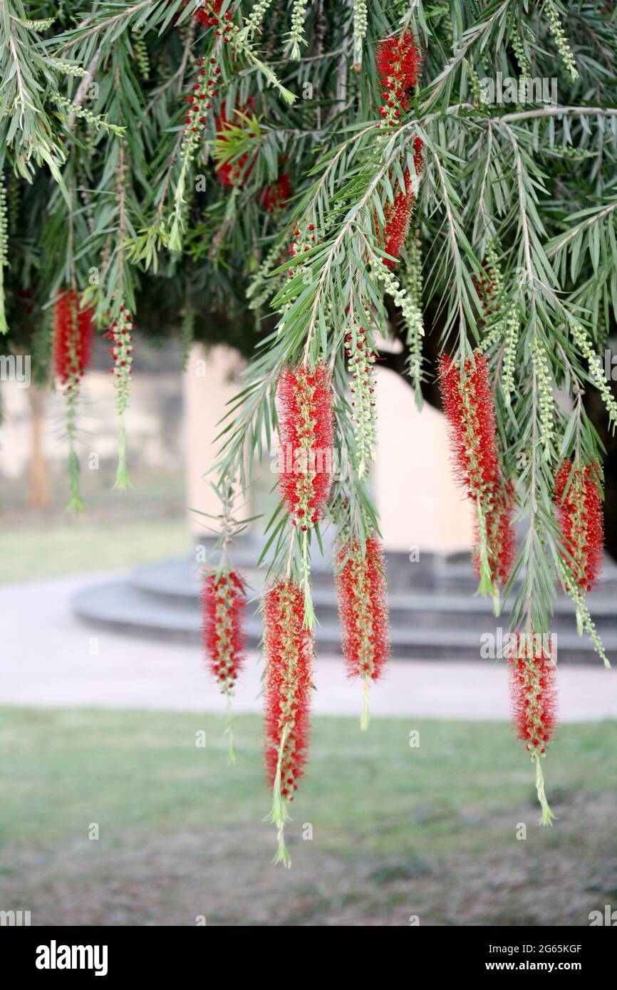 https://c8.alamy.com/comp/2G65KGF/weeping-bottlebrush-melaleuca-viminalis-in-a-garden-2G65KGF.jpg