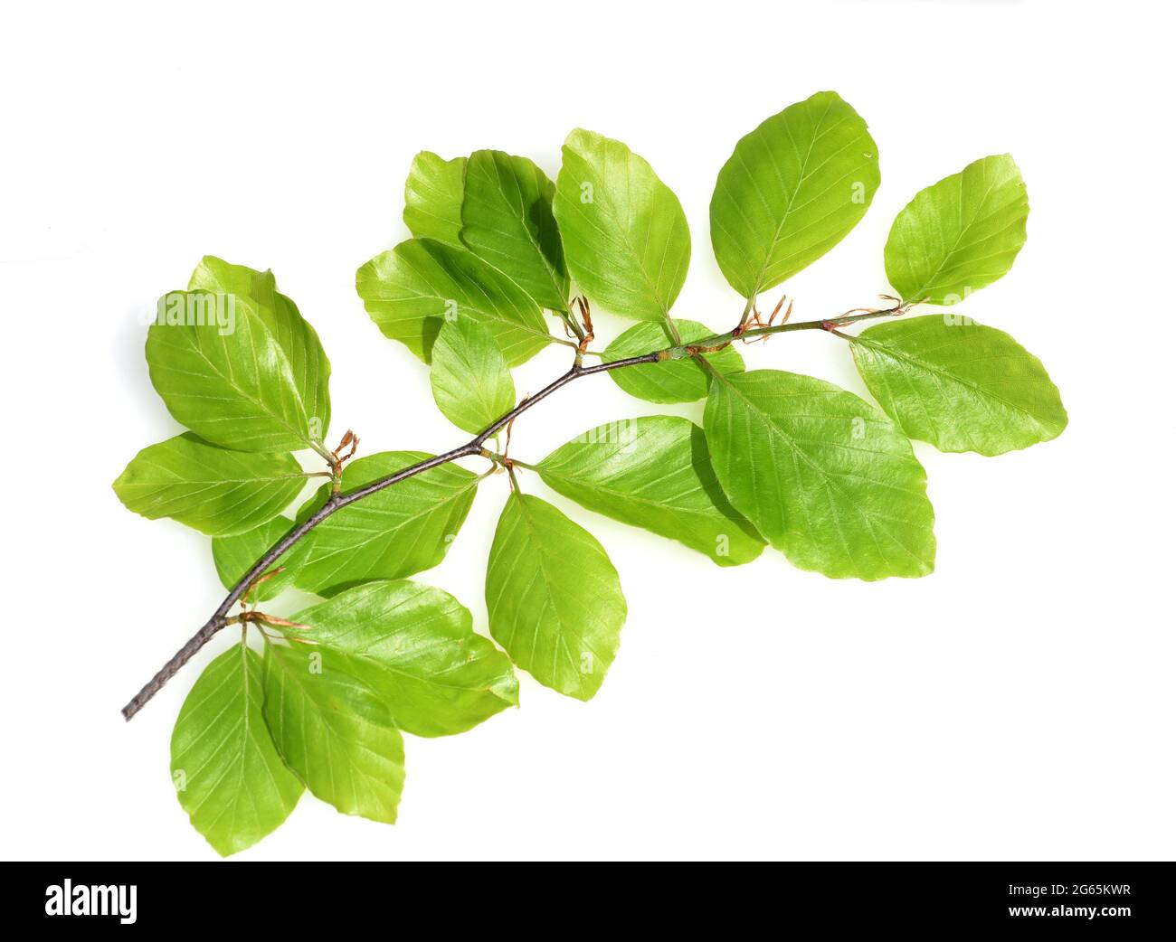 Buche, Fagus, sylvatica , ist ein Laubbaum der oft in unseren Waeldern vorkommt.  Sie ist ein maechtiger Baum und sein Holz ist ein wichtiger Nutzholz Stock Photo