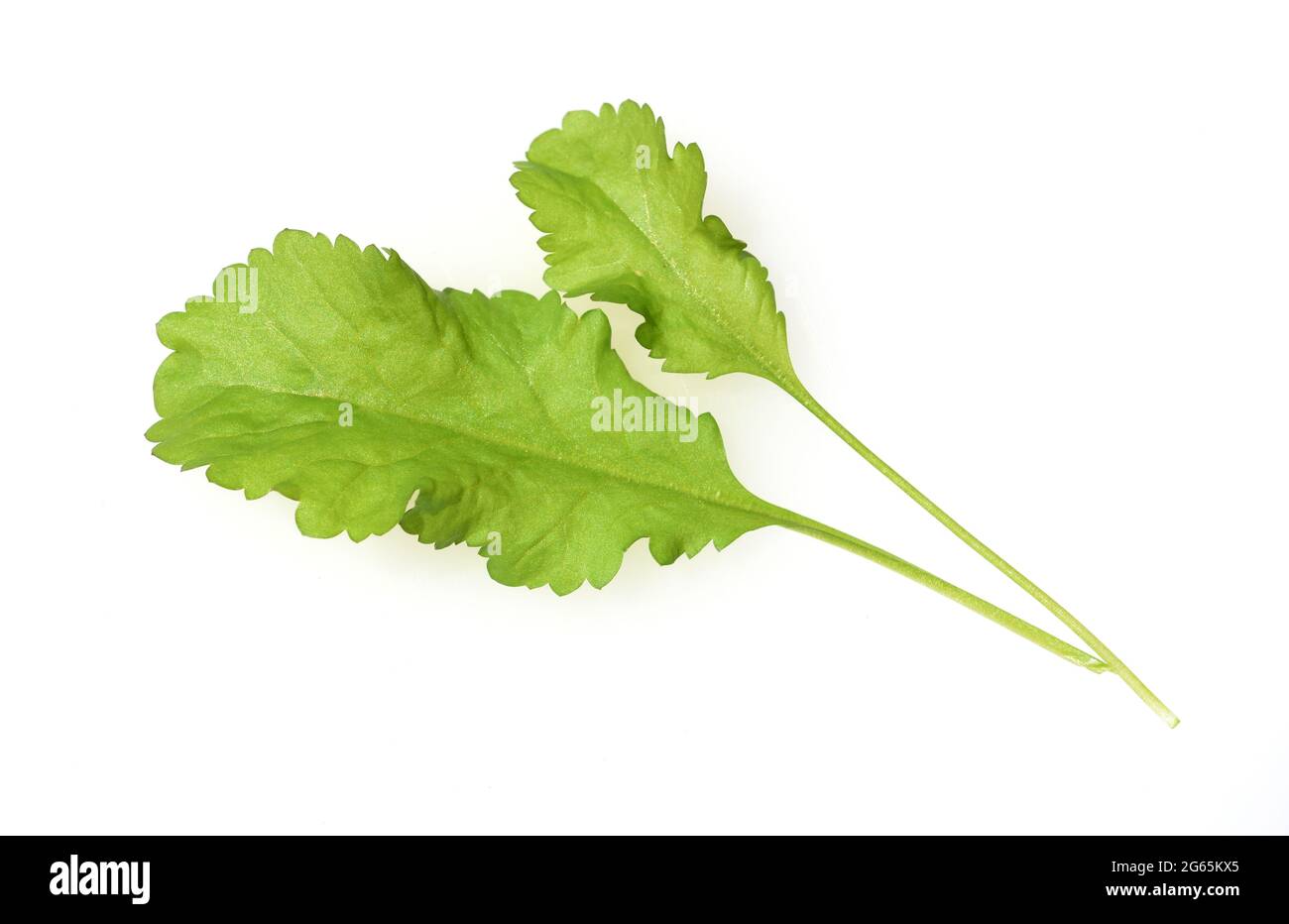Kresse, Gartenkresse, Lepidium Sativum, ist eine wichtige Heil- und Medizinalpflanze. Das Kuechenkraut wird auch in der Frankfurter Gruene Sosse verwe Stock Photo