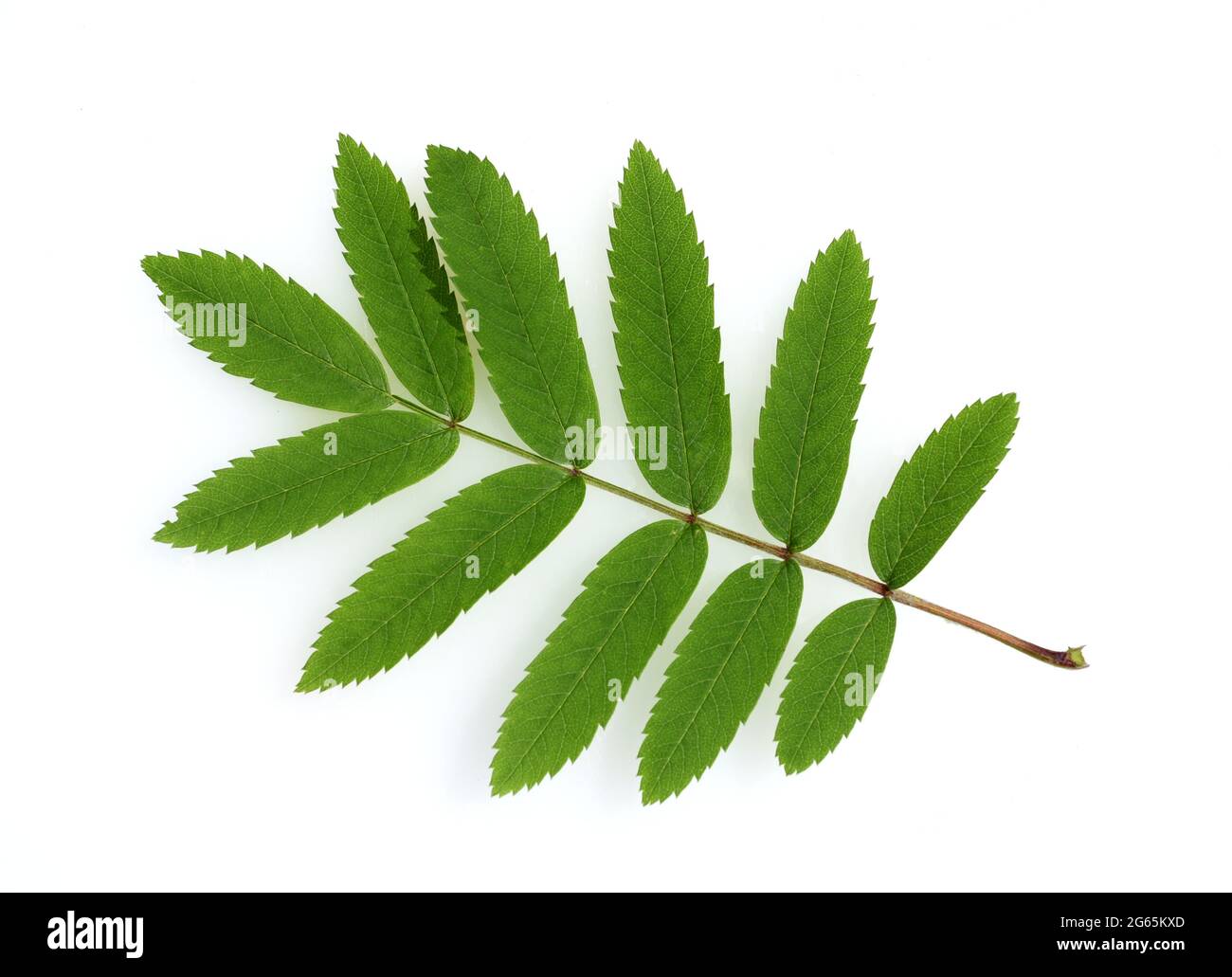 Eberesche, Sorbus aucuparia, ist eine heimische Baumart. Mountain ash, Sorbus aucuparia, is a native tree species. Stock Photo