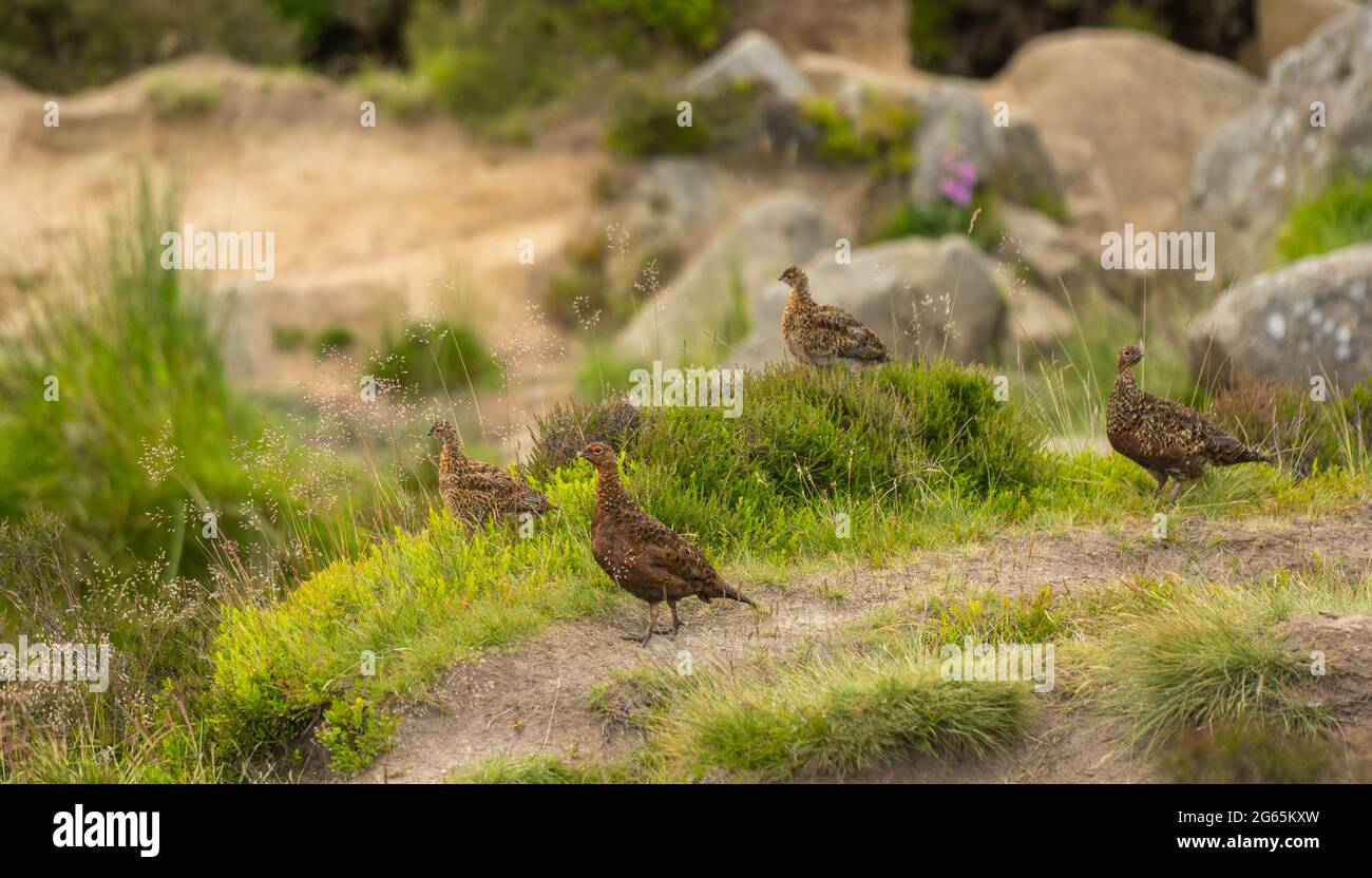 Lammermuir Hills Scottish Borders, UK. 3rd July, 2021. UK UK Scotland weather. Red grouse pictured in the Lammermuir Hills in the Scottish Borders, Scotland. The grouse shooting season will start in just over a month on the glorious 12th August. Red Grouse in the Lammermuir Hills Picture, Credit: phil wilkinson/Alamy Live News Stock Photo