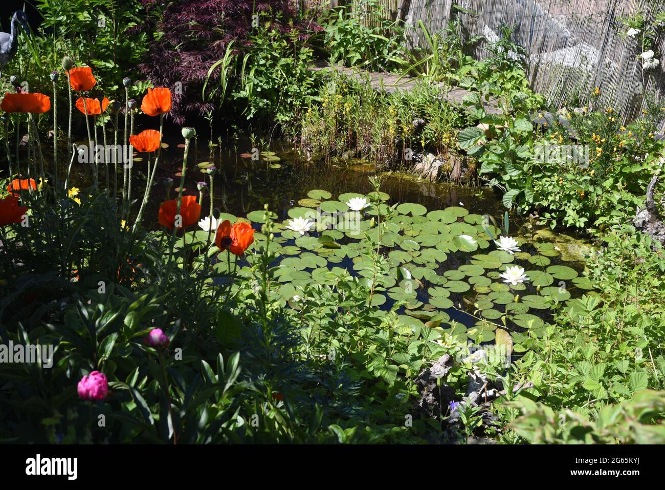 Gartenteich, mit Seerosen und anderen Wasserpflanzen und Blumen gehoert
