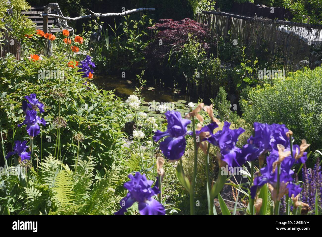 Gartenteich, mit Seerosen und anderen Wasserpflanzen und Blumen gehoert in jeden Garten der was hermacht. Garden pond, with water lilies and other wat Stock Photo