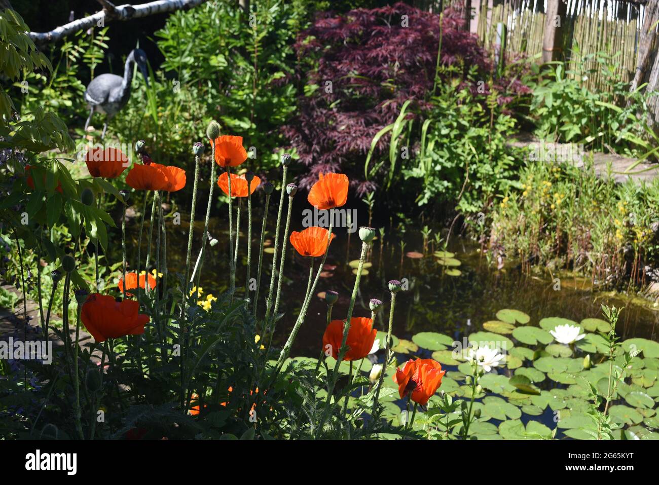 Gartenteich, mit Seerosen und anderen Wasserpflanzen und Blumen gehoert in jeden Garten der was hermacht. Garden pond, with water lilies and other wat Stock Photo