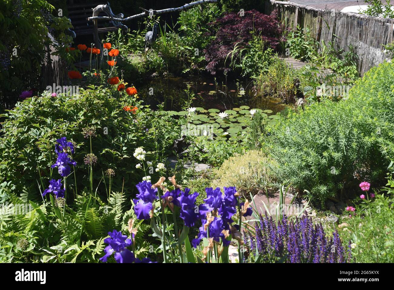 Gartenteich, mit Seerosen und anderen Wasserpflanzen und Blumen gehoert in jeden Garten der was hermacht. Garden pond, with water lilies and other wat Stock Photo