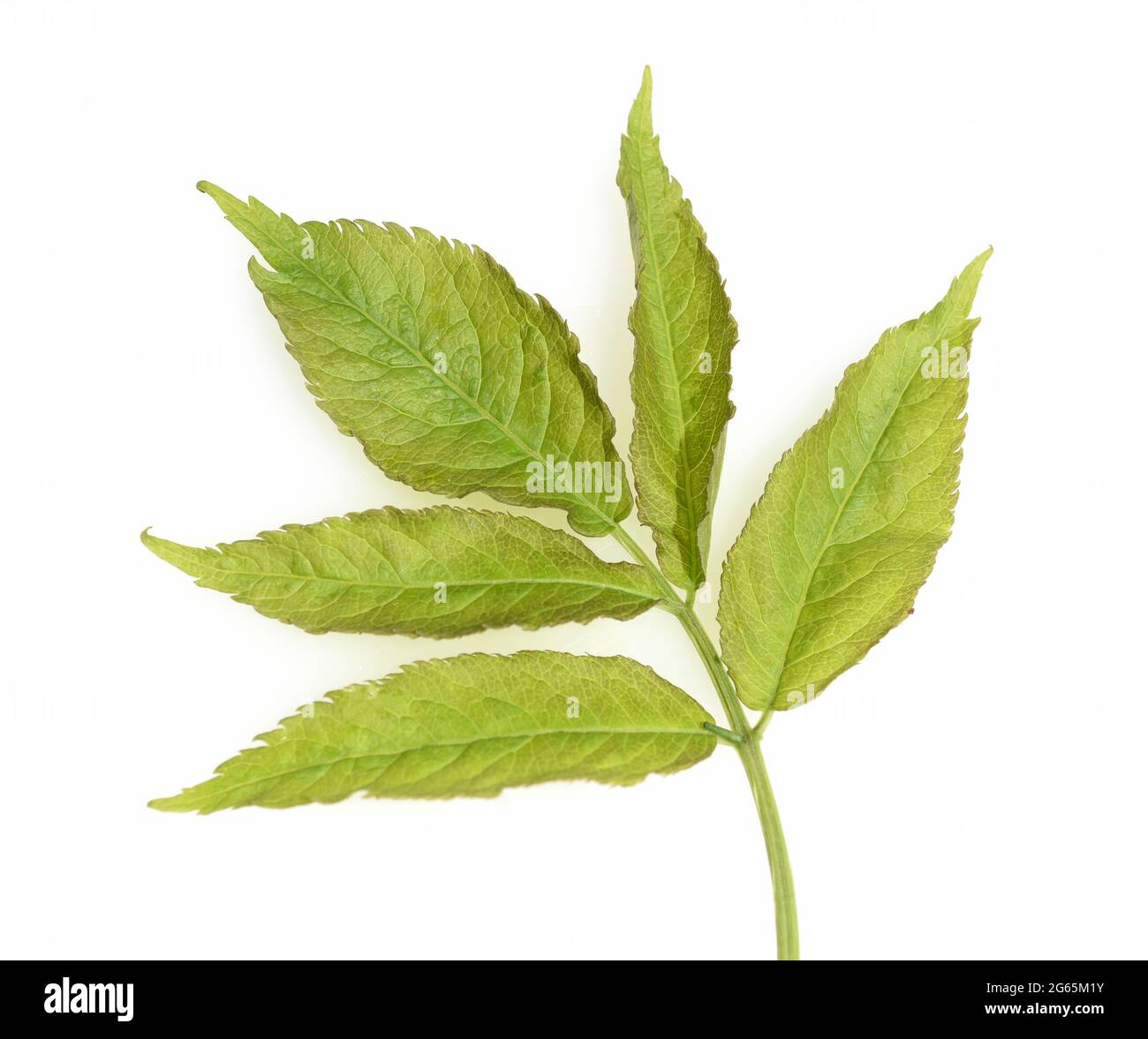 Holunderblatt, Sambucus nigra, ist eine heimische Buschart. Elderberry leaf, Sambucus nigra, is a native bush species. Stock Photo