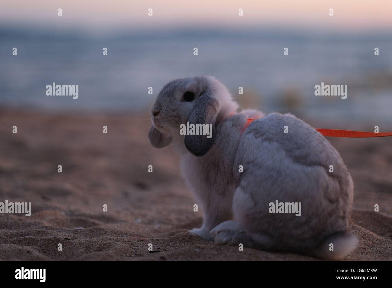 A cute white and grey colors rabbit is taking a walk through evening's beach Stock Photo