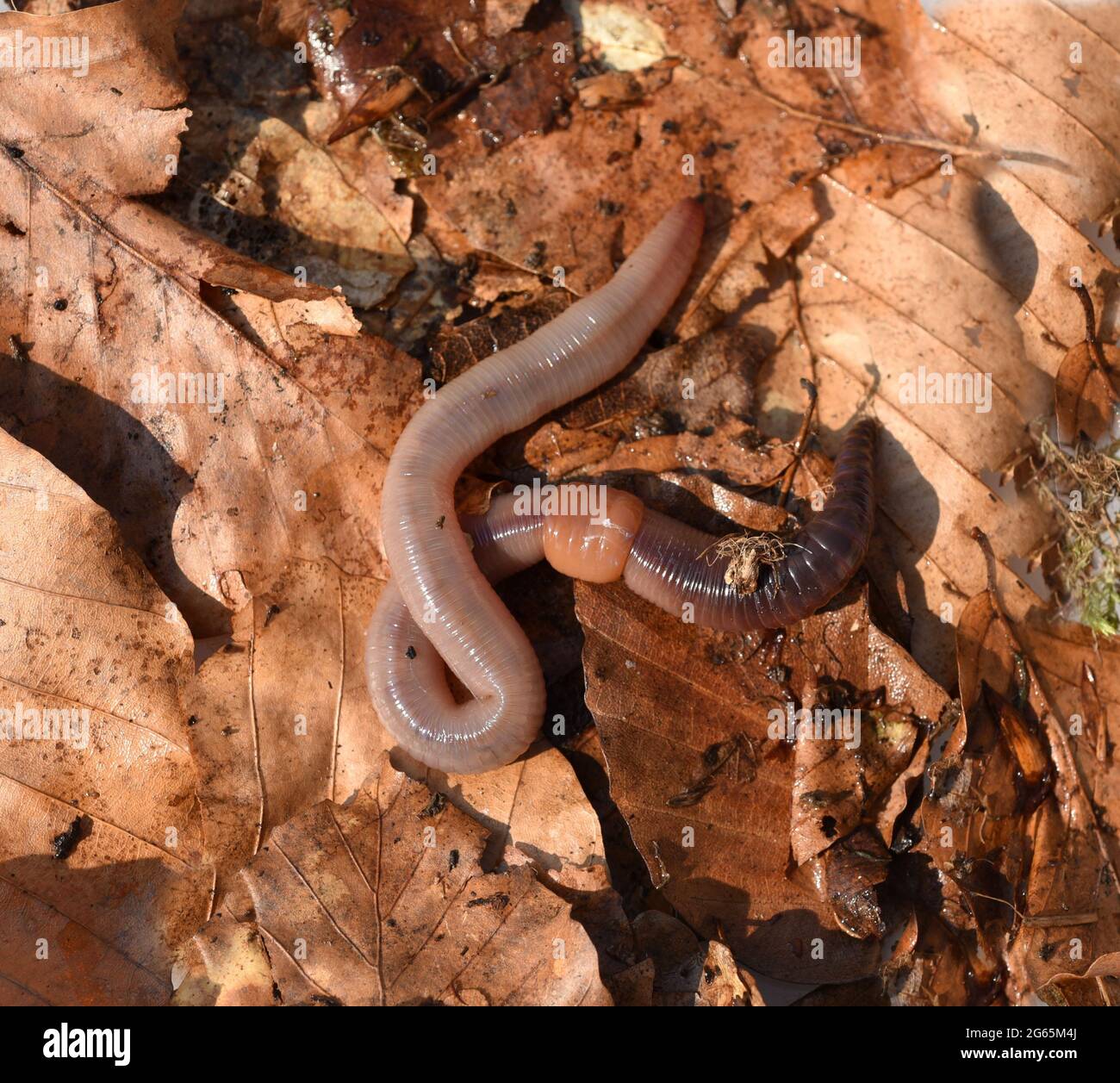 Tauwuermer, Lumbricus terrestris, sind nuetzliche wirbellose Tiere in Garten und in der Natur. Thaw worms, Lumbricus terrestris, are useful invertebra Stock Photo