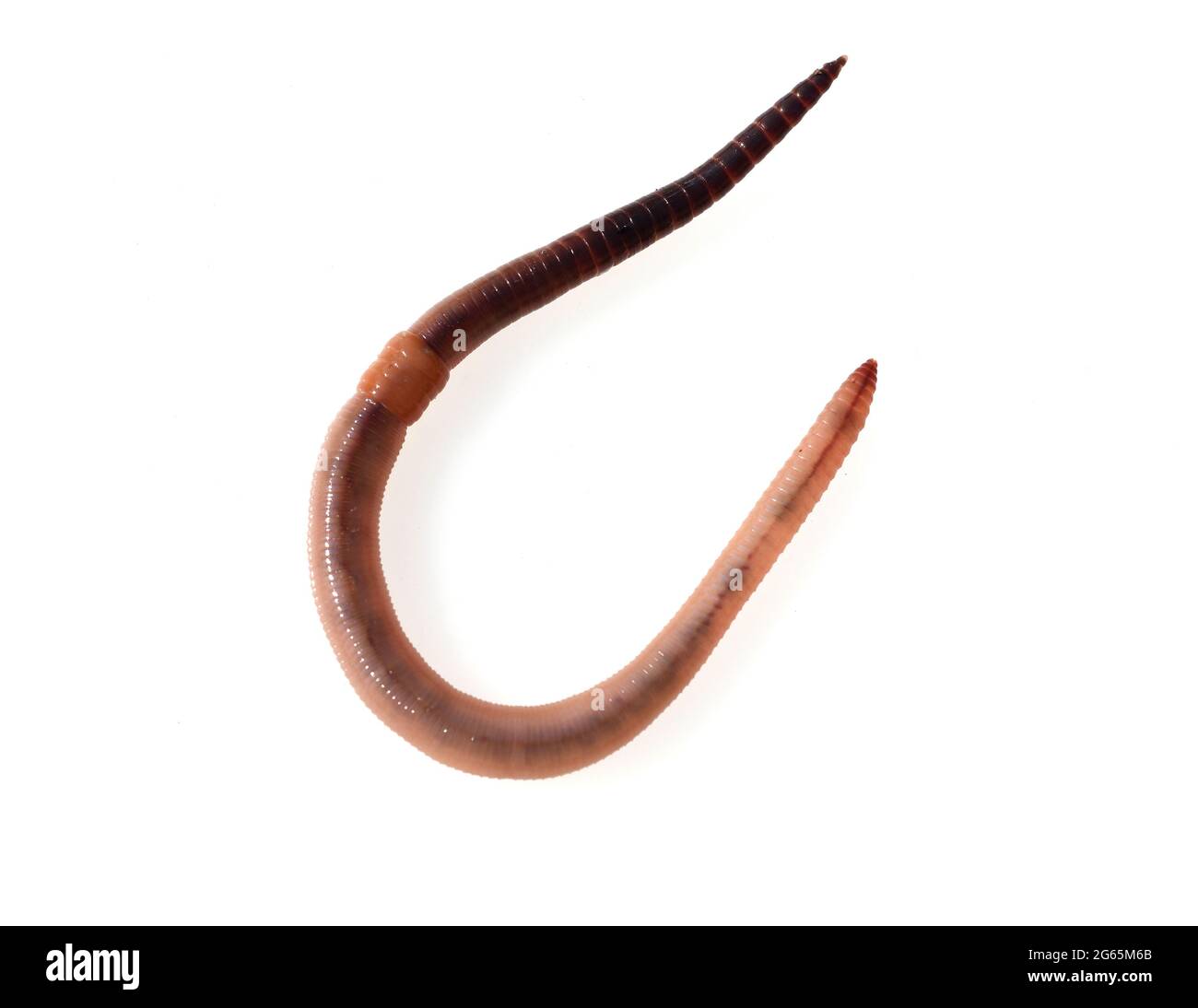 Tauwuermer, Lumbricus terrestris, sind nuetzliche wirbellose Tiere in Garten und in der Natur. Thaw worms, Lumbricus terrestris, are useful invertebra Stock Photo