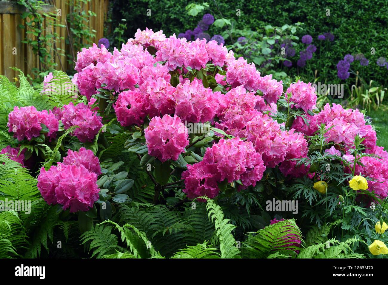 Rhododendron Germania, ist ein immerguenes Zwergehoelz, das im Fruehjahr wunderschoene Blueten hervorbringt. Rhododendron Germania is an evergreen dwa Stock Photo