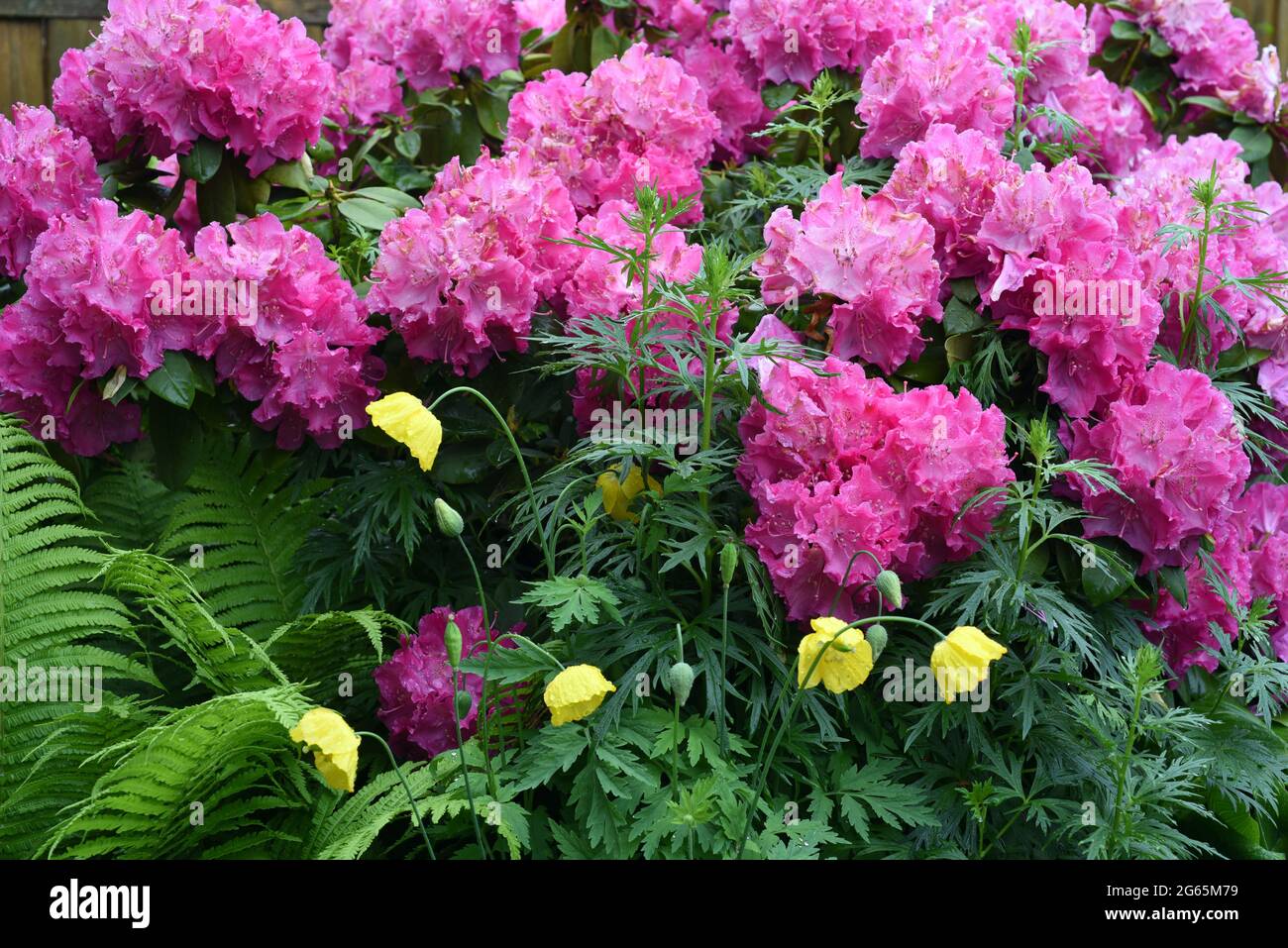 Rhododendron Germania, ist ein immerguenes Zwergehoelz, das im Fruehjahr wunderschoene Blueten hervorbringt. Rhododendron Germania is an evergreen dwa Stock Photo