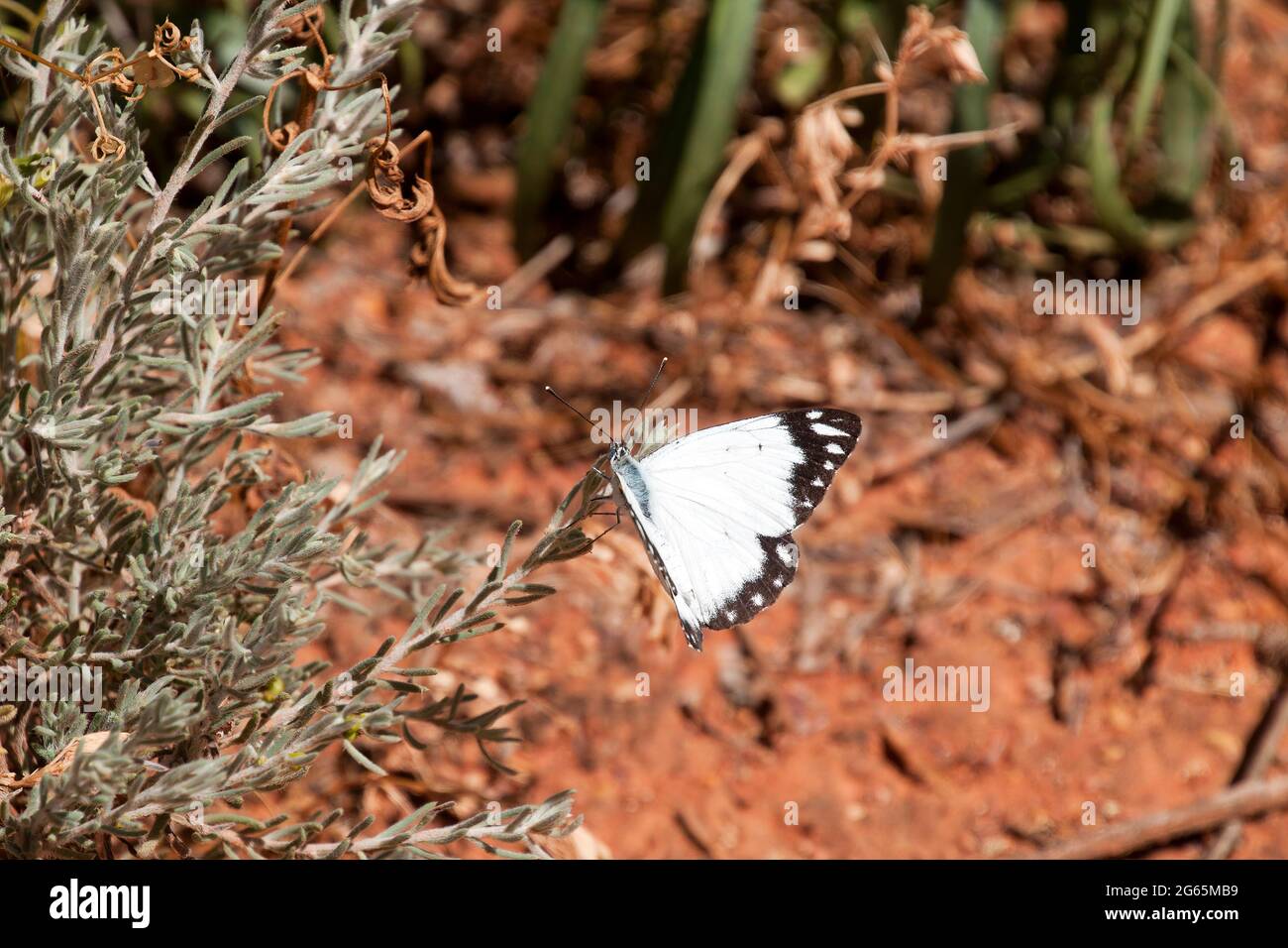 Cobar Australia, caper white butterfly perching on plant with blurred background Stock Photo