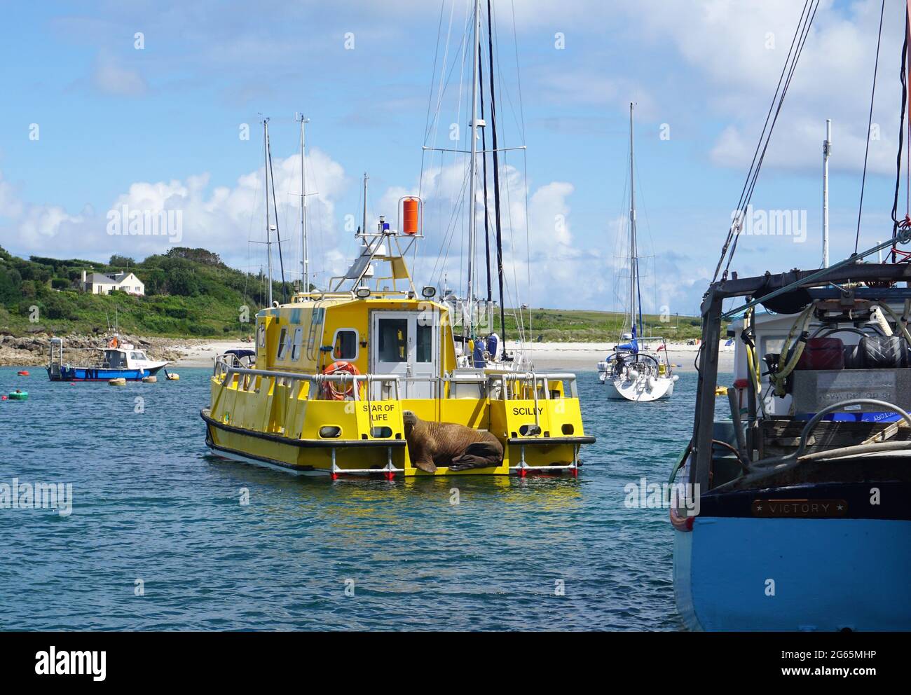 Wally the Walrus naps on the Star of Life at St Mary's harbour, Isles of Scilly, UK Stock Photo