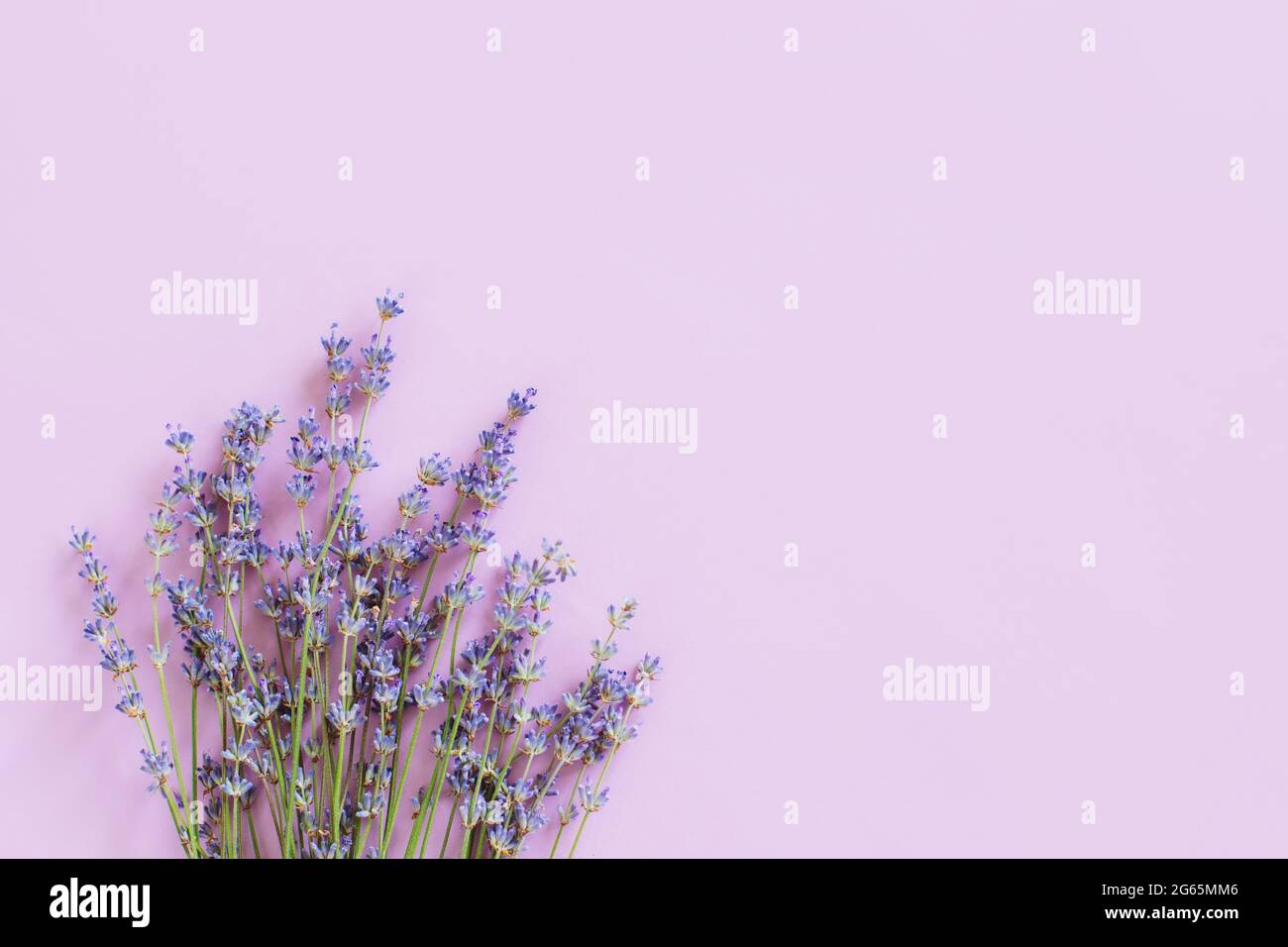 Beautiful lavender floers on a violet pastel background. Flat lay. Place  for text Stock Photo - Alamy