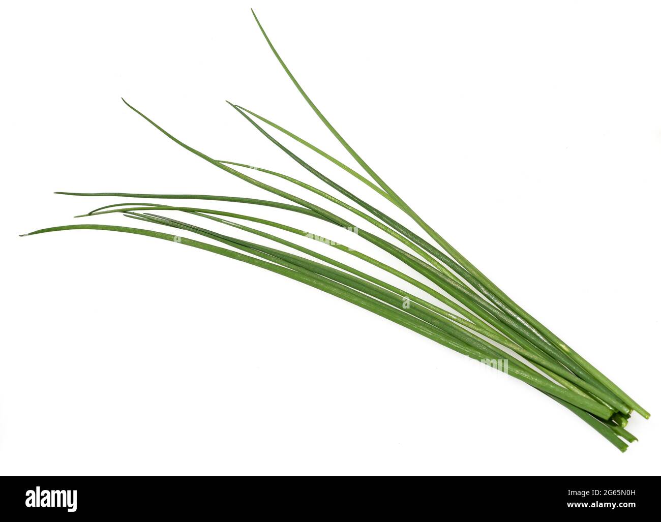 Schnittlauch, Allium schoenoprasum, ist eine wichtige Heil- und Medizinalpflanze. Das Kuechenkraut wird auch in der Frankfurter Gruene Sosse verwendet Stock Photo