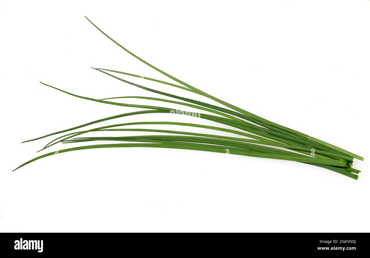 Schnittlauch, Allium schoenoprasum, ist eine wichtige Heil- und Medizinalpflanze. Das Kuechenkraut wird auch in der Frankfurter Gruene Sosse verwendet Stock Photo