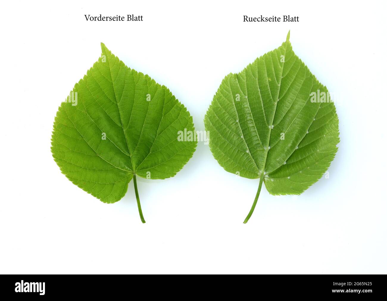 Winterlinde, Lindenbaum, Tilia Cordata, ist eine wichtige Heilpflanze  und wird in der Medizin verwendet. Linden tree, Tilia Cordata, is an important Stock Photo