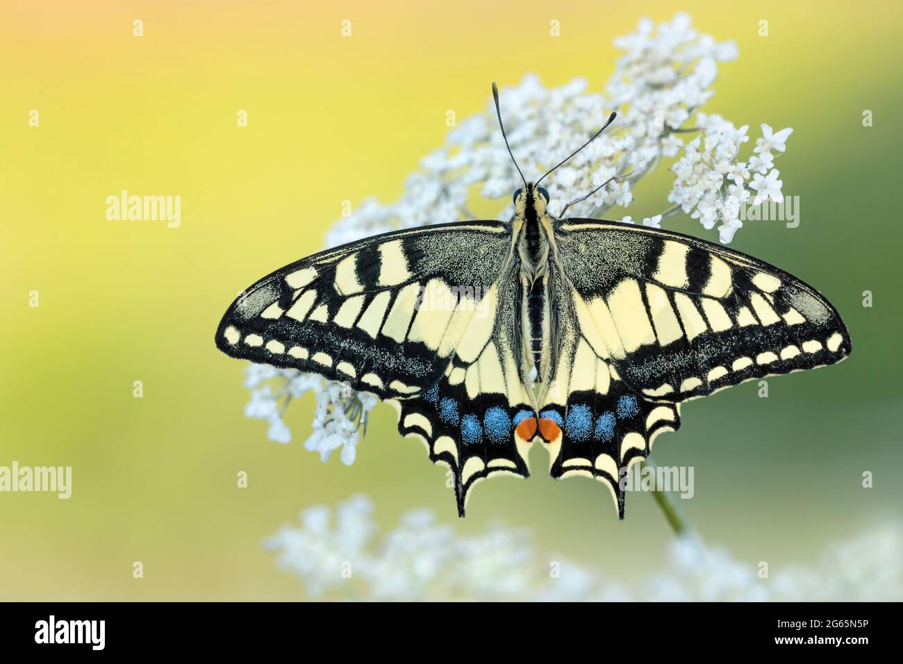 Fine art portrait for the beautiful Old World Swallowtail butterfly (Papilio machaon) Stock Photo