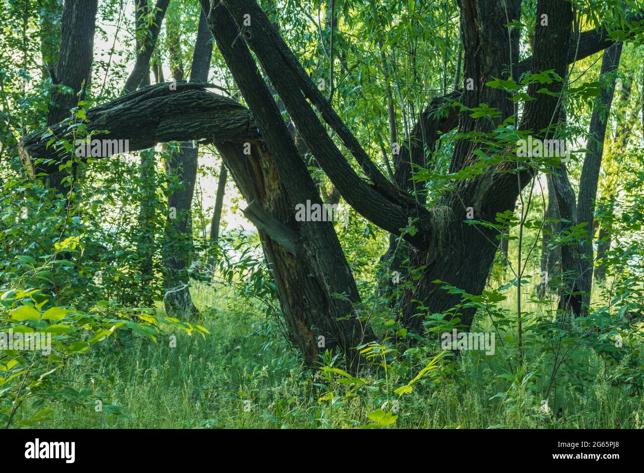 Curved tree trunks hires stock photography and images Alamy