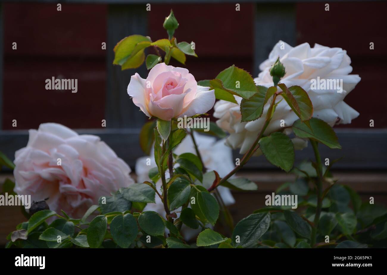 Purely Beautiful Flower Development Stages in one photo, Beautiful flowers Cambridge UK Stock Photo