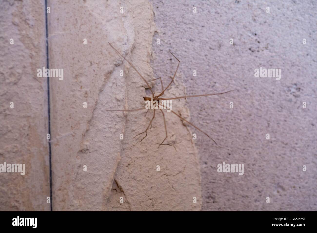 poisonous little spider on the wall of the house. home spider. Spiders ...