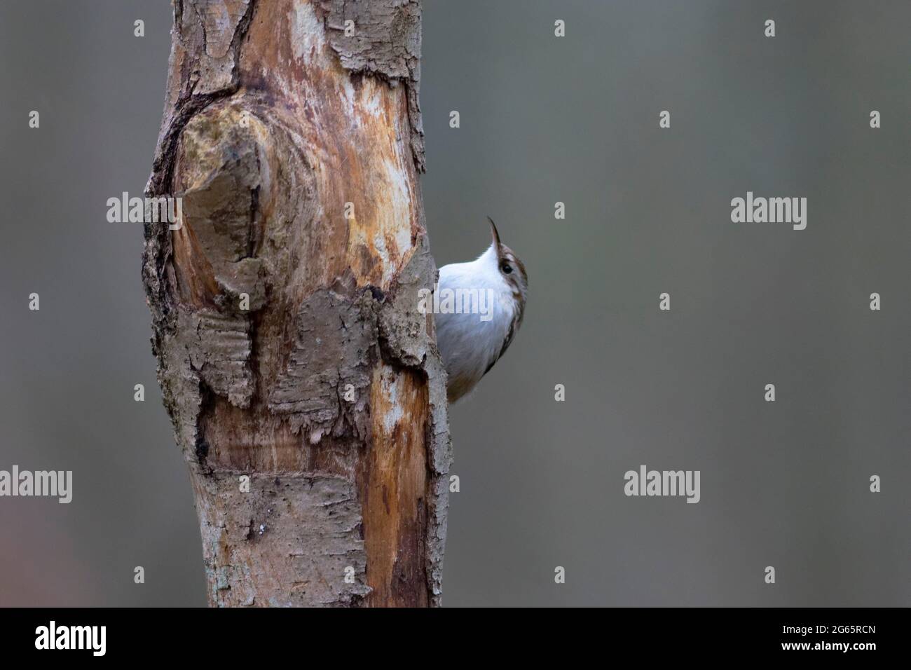 Short-toed Treecreeper Certhia brachydactyla on dead trunk Stock Photo