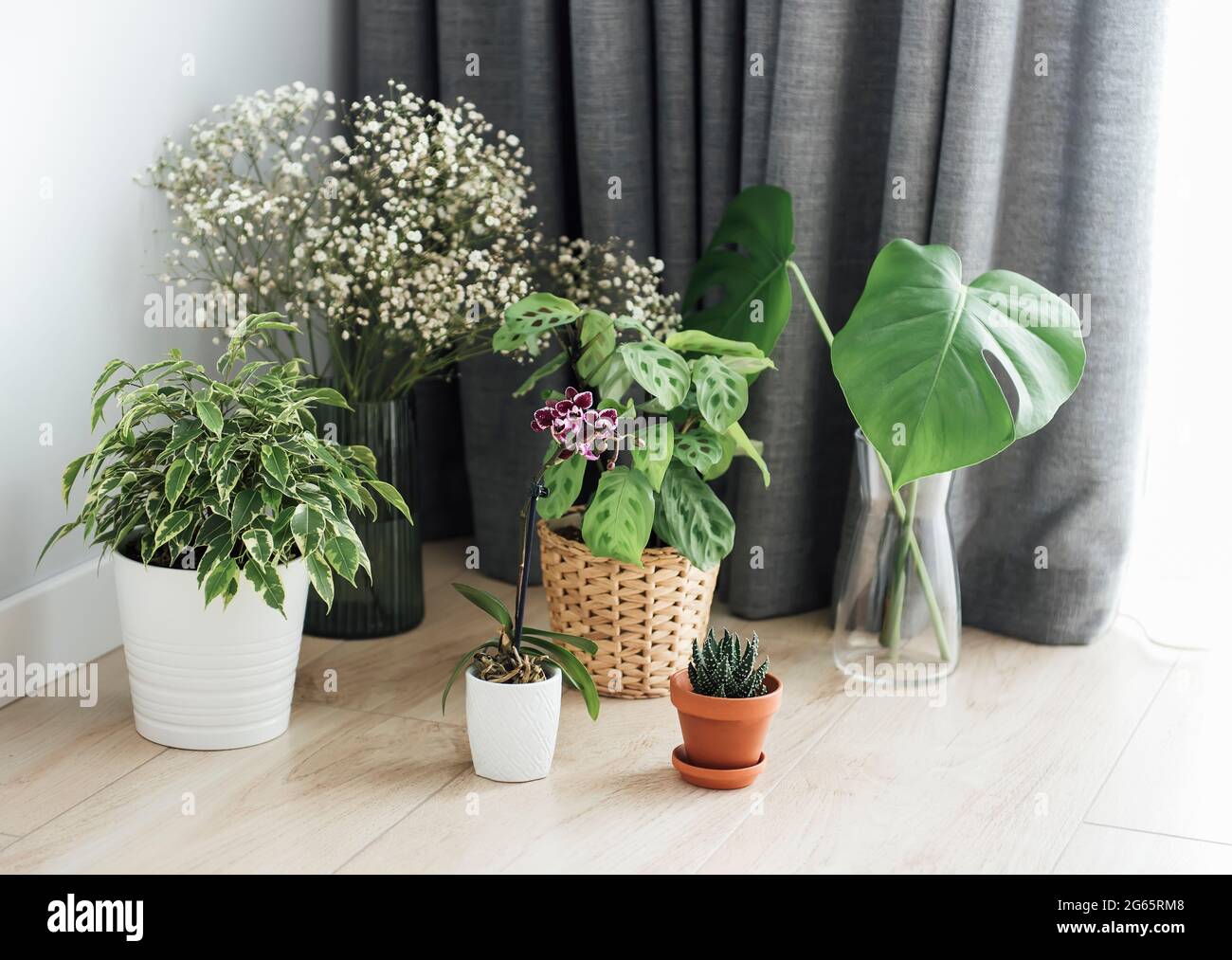 Houseplant at home. Different house plants on the floor Stock Photo Alamy