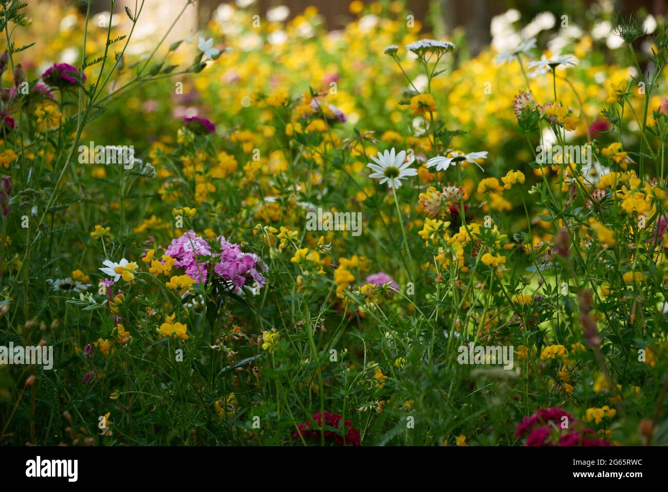 Mixture of wild plants hi-res stock photography and images - Alamy