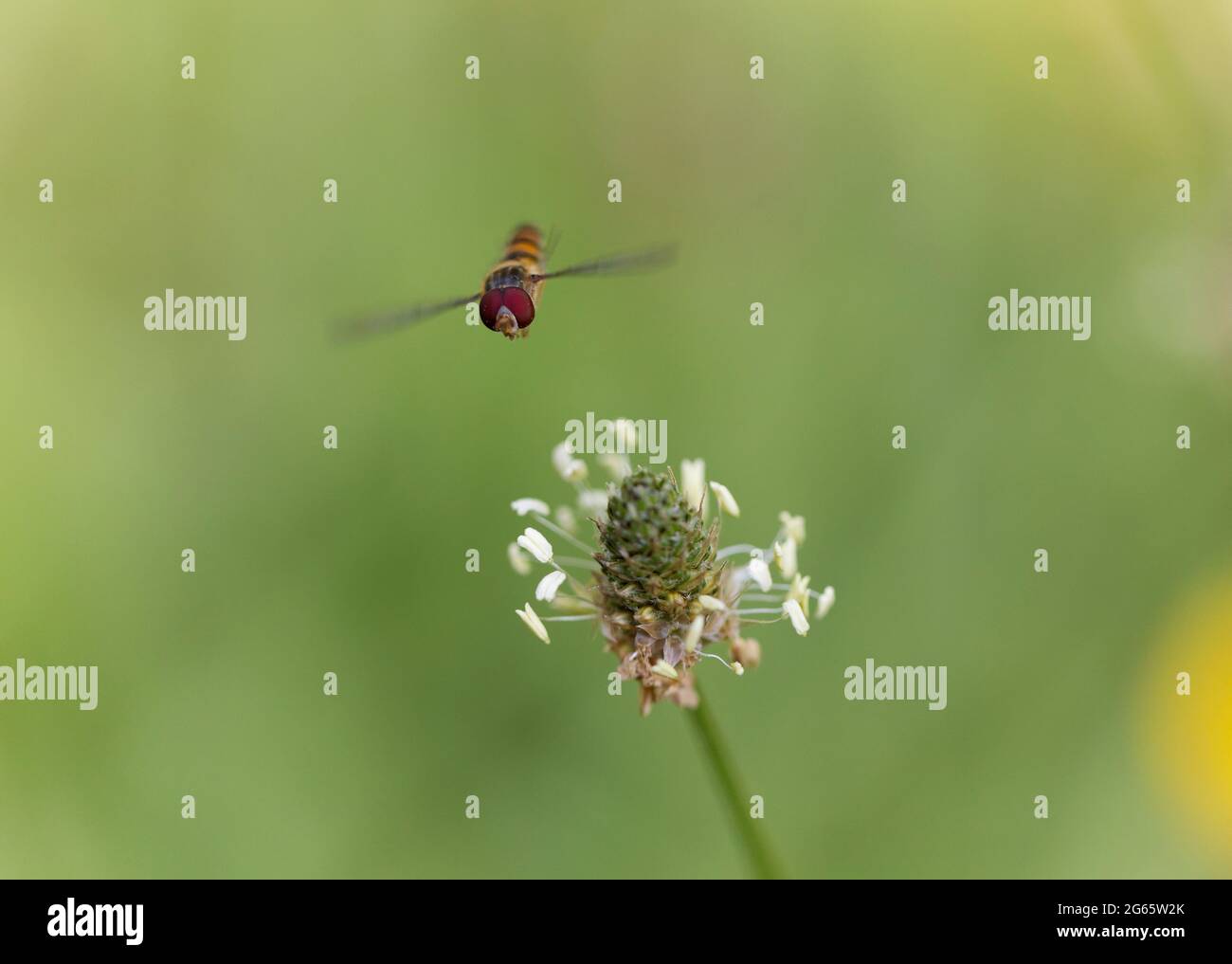 Marmalade Hoverfly Episyrphus balteatus flying or foraging on flower Stock Photo