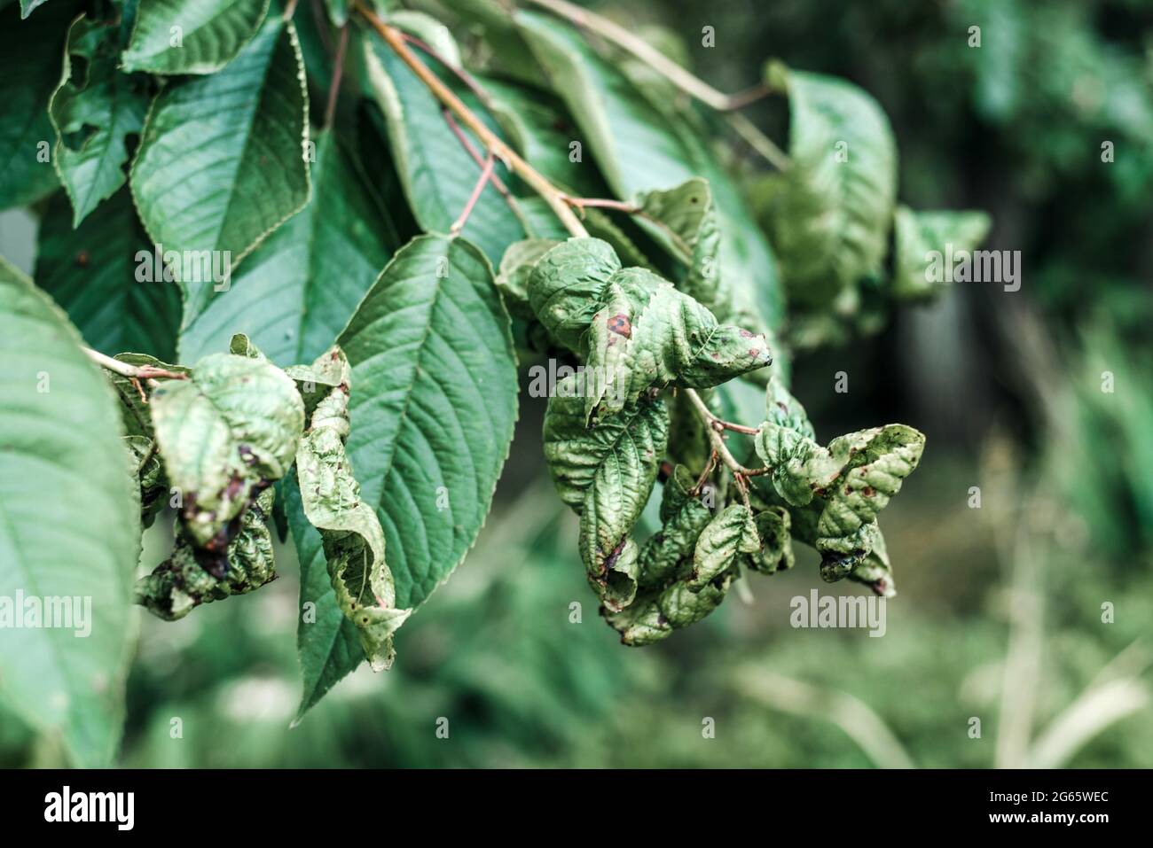 Black aphids on distorted cherry foliage, cherry tree leaves affected