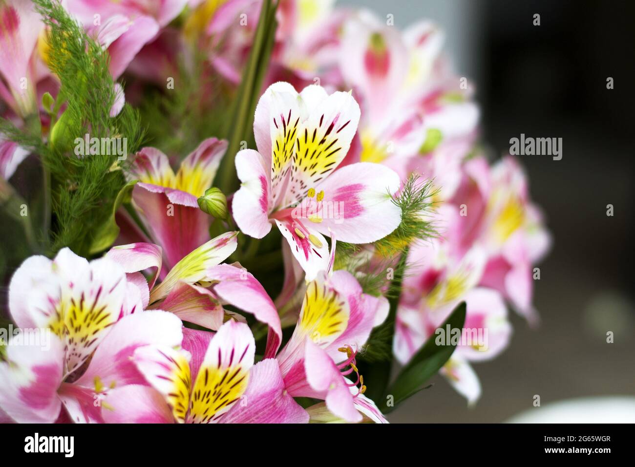 Colorful Alstroemeria flowers. A large bouquet of multi-colored alstroemerias in the flower shop are sold in the form of a gift box. The farmer's mark Stock Photo