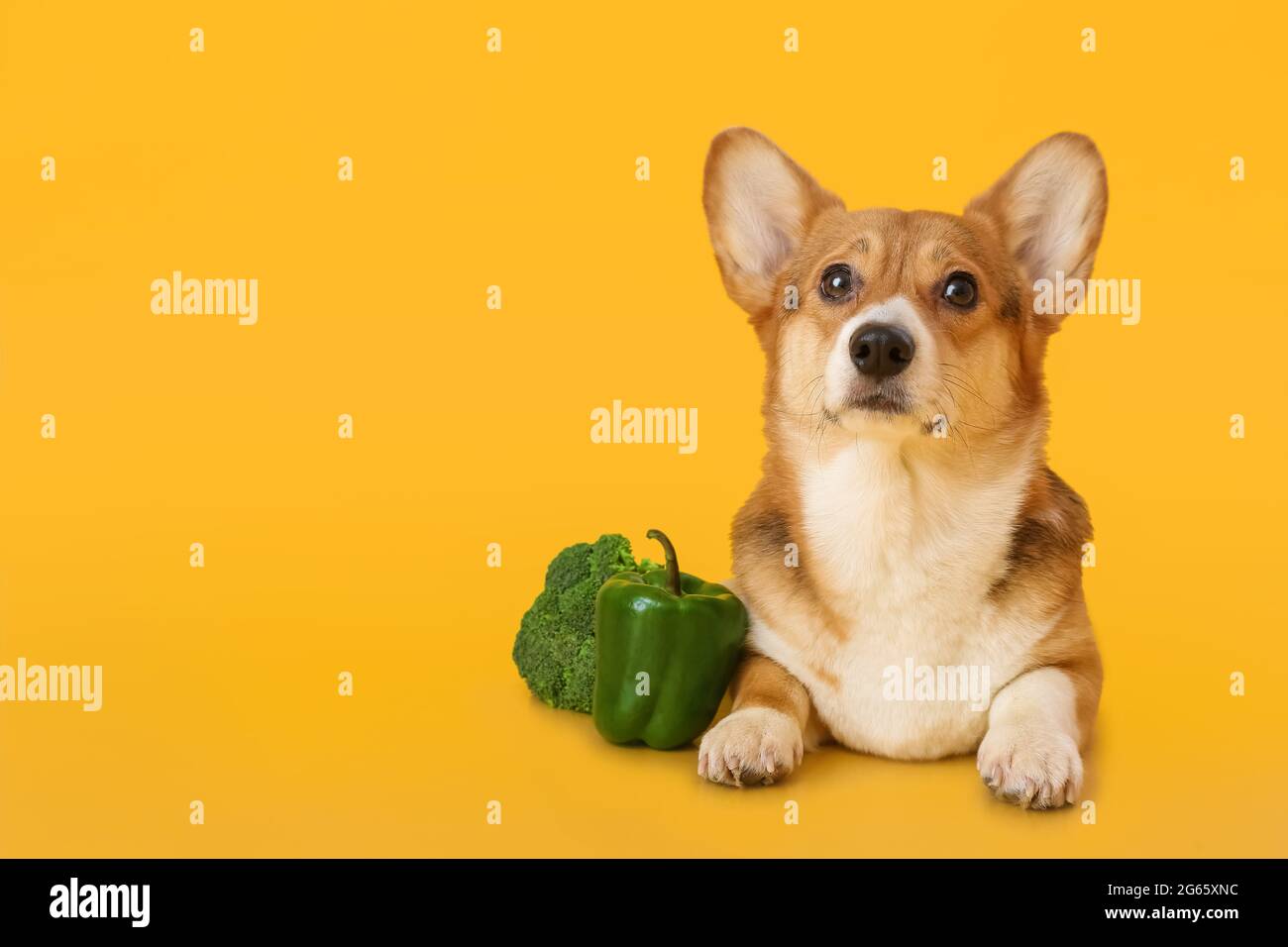 corgi raw diet