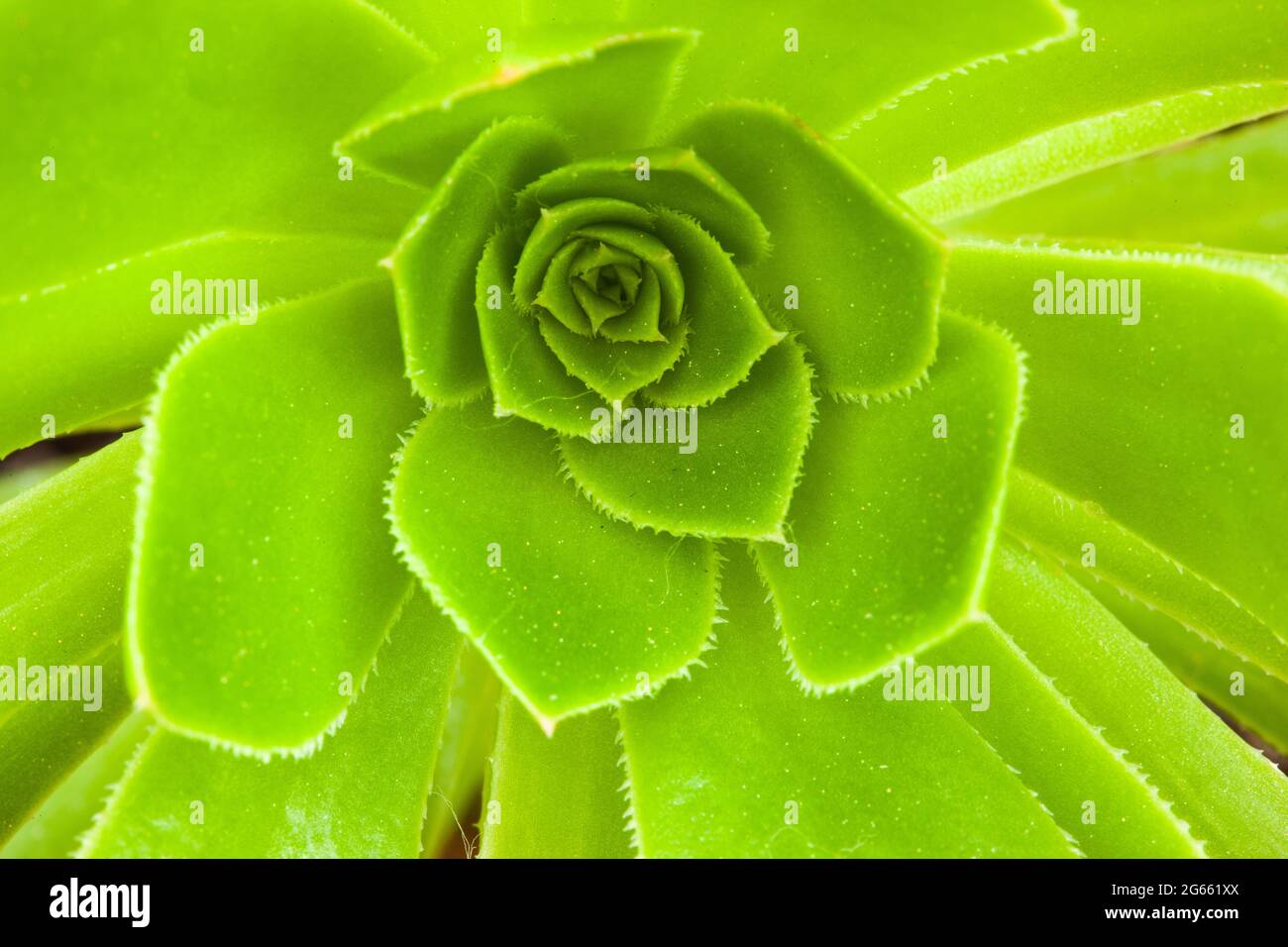 Closeup view of Aeonium Canariense beautiful rosette of green leaves. Succulent plants of Aeonium Arboreum Stock Photo