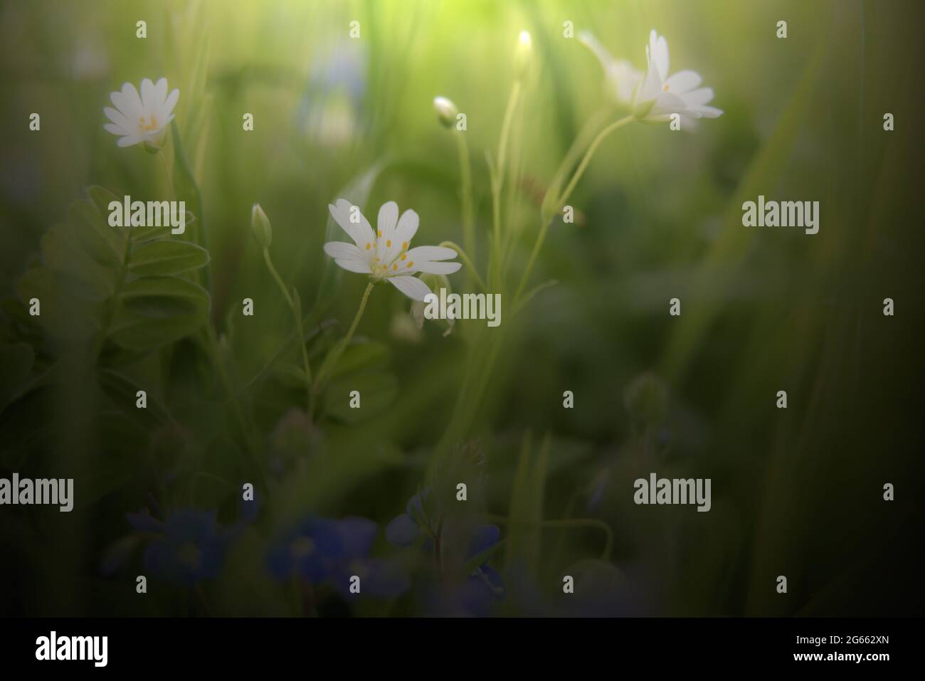Grass verge countryside uk hi-res stock photography and images - Alamy