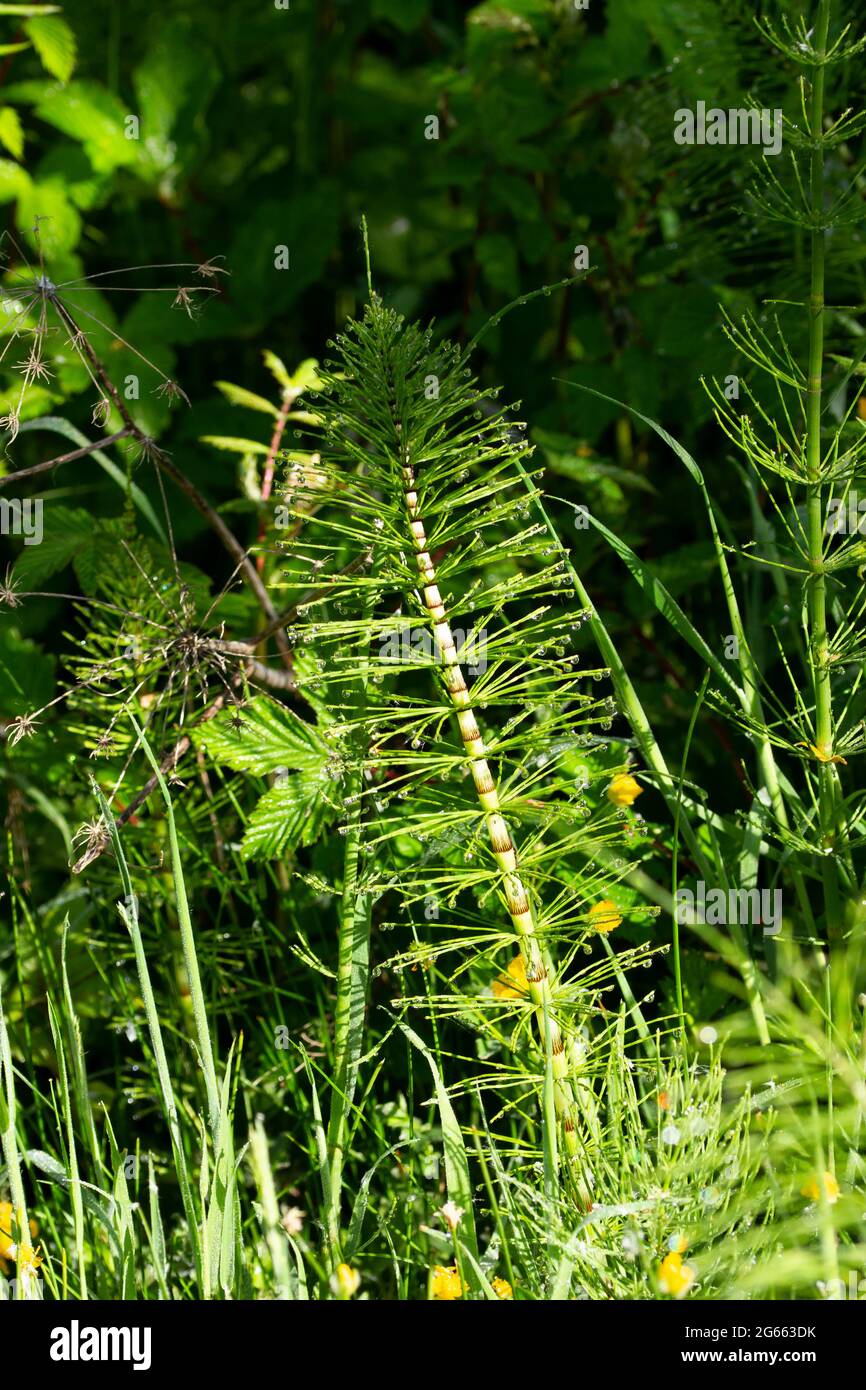 Species of Horsetail, or Mare's tail, are primitive nonflowering plants that reproduce with