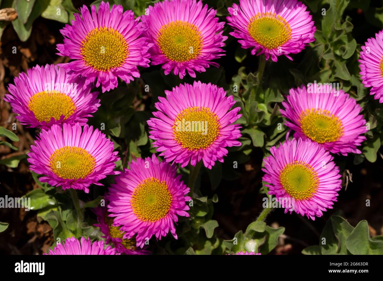 A spectacular member of the Daisy family, The One-flower Fleabane or Glacial daisy is a flower of the Artic and Alpine regions. Stock Photo