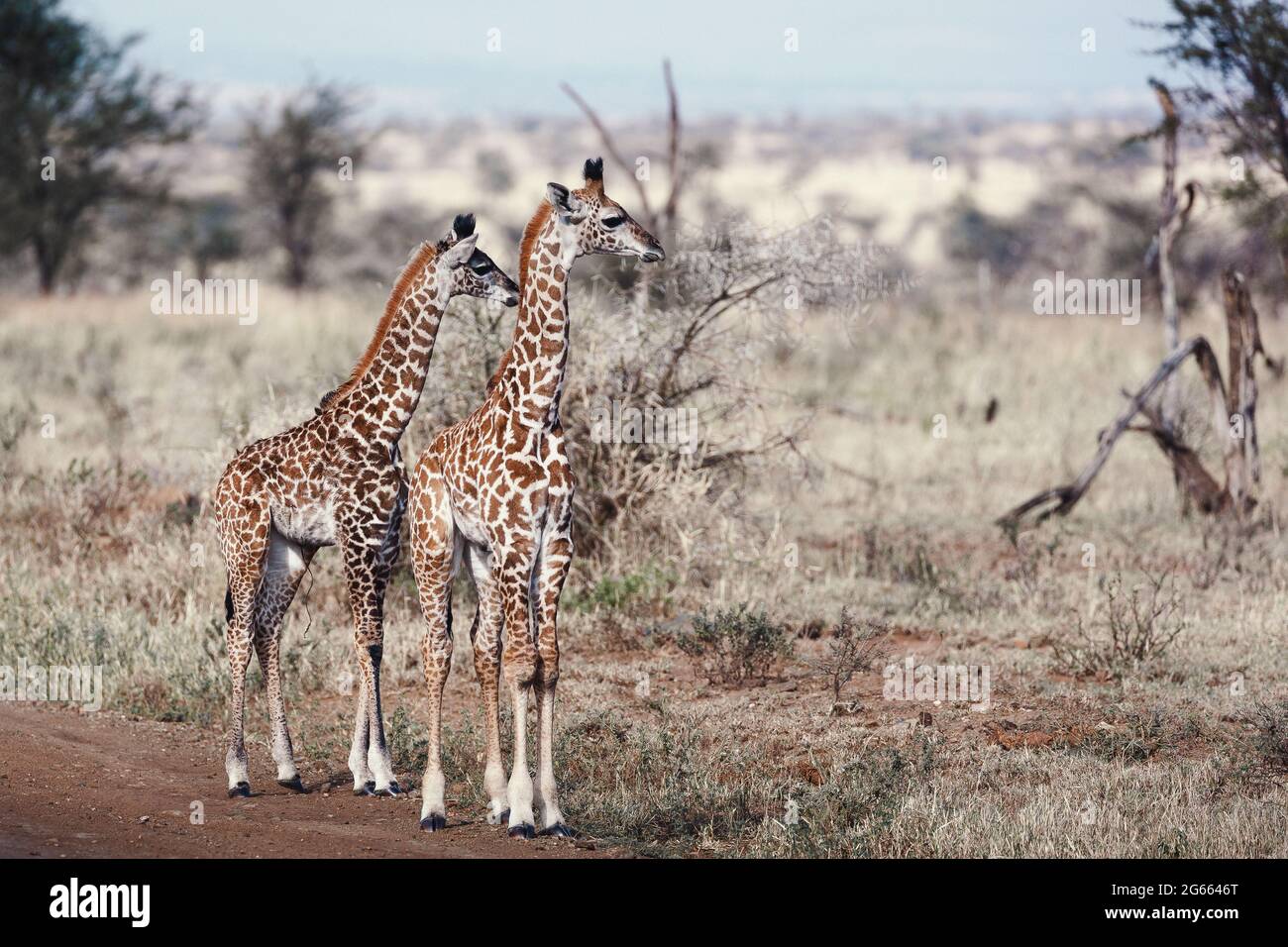 Animals in the wild pair of baby giraffes in the Serengeti National