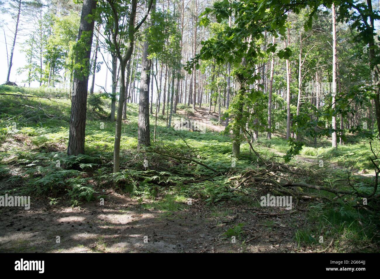 Vistula Spit, Poland June 6th 2021 © Wojciech Strozyk / Alamy Stock ...