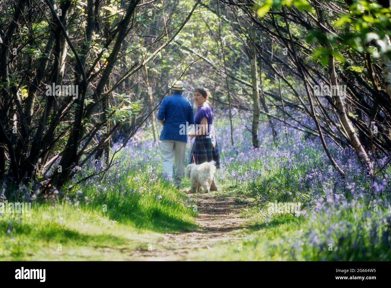 Retired couple walking their pet dog in the Bluebell woods of Guestling Wood nature reserve. Hastings, East Sussex, England, UK Stock Photo