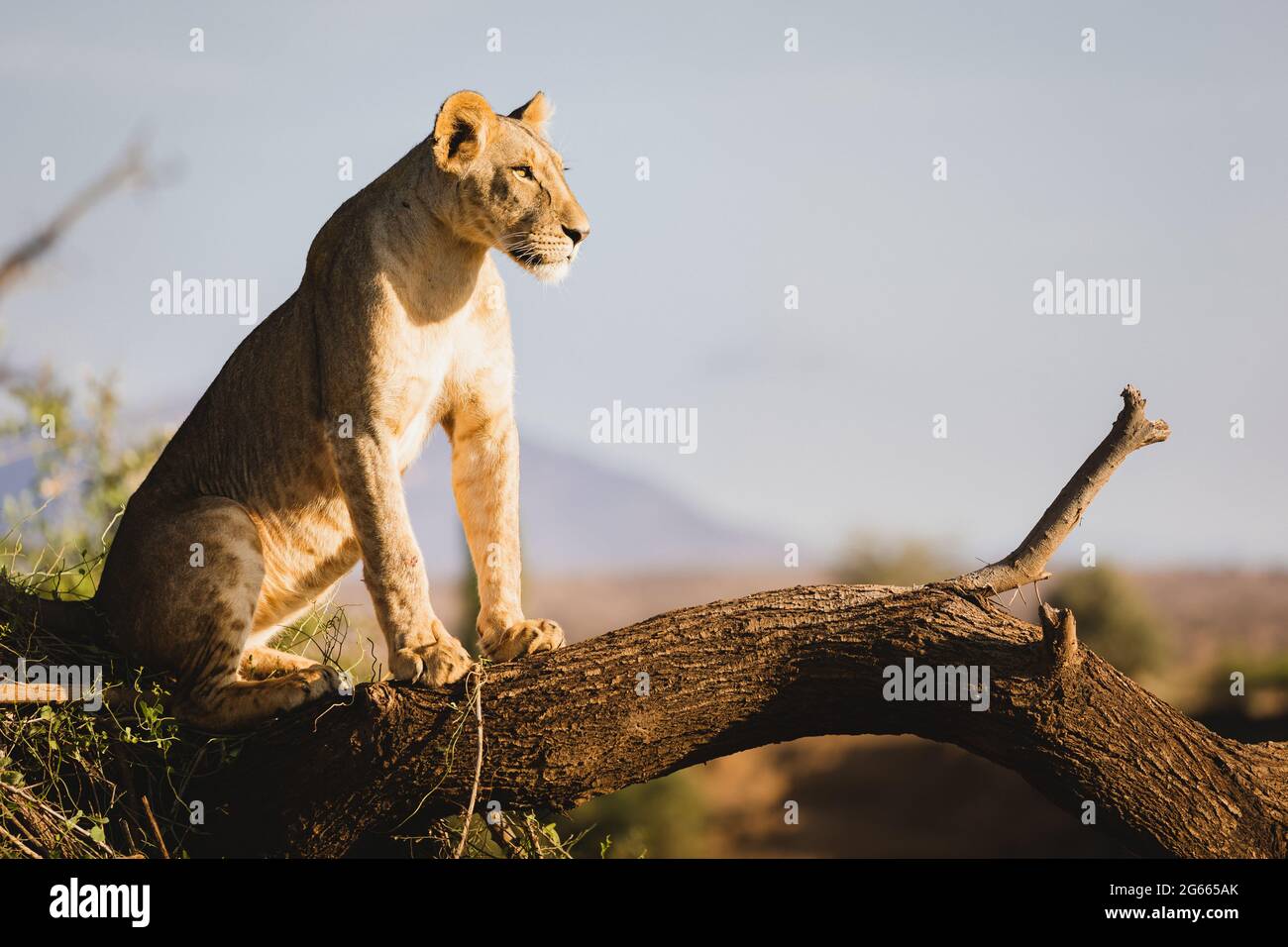 Animals in the wild - Young male lion overlooking the river banks - Samburu National Reserve, North Kenya Stock Photo