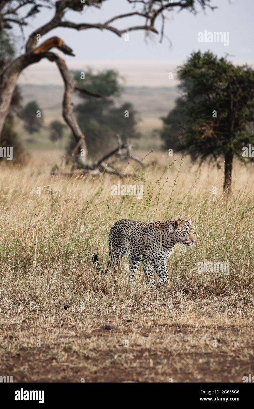 Animals in the wild - Leopard on a hunt in the Serengeti National Park, Tanzania Stock Photo