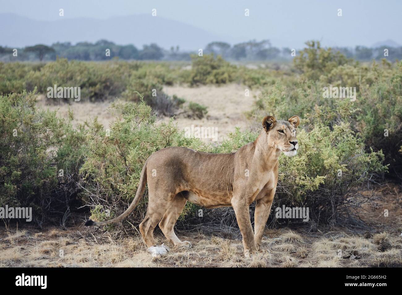Animals in the wild - Lioness hunting at sunset in Samburu National Reserve, North Kenya Stock Photo